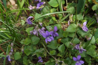 Viola riviniana Bleeksporig  bosviooltje bestellen